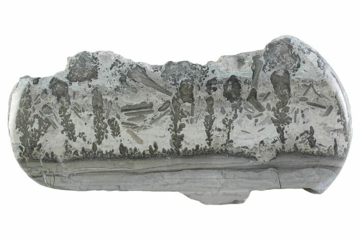 Triassic Aged Stromatolite Fossil - England #365684